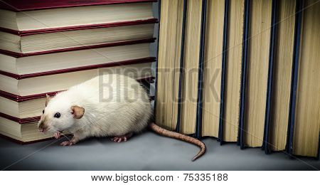 Rat and books