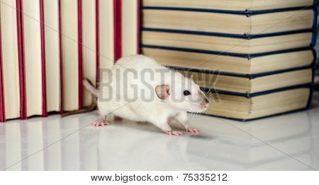 Rat and books