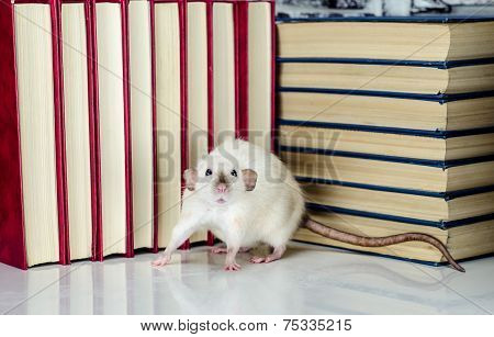 Rat and books