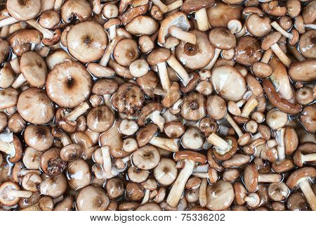 Mushrooms Series: Honey Fungus