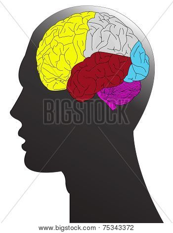 Brain