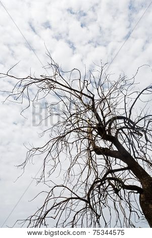Landscape nature aspen trees abstract