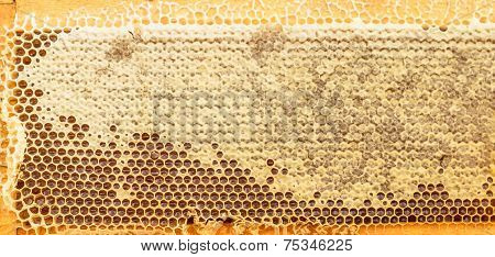 Fresh Honeycomb Gold Color Background