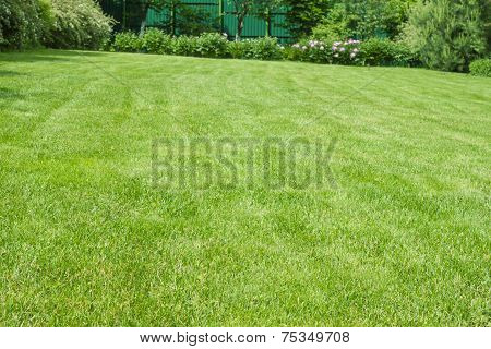 Green lawn.