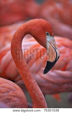 Side face portrait of a pink flamingo.