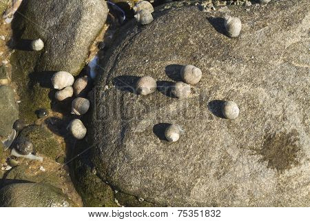 Littorina Saxatilis, Rough Periwinkle, Shells Clinging To Rock.