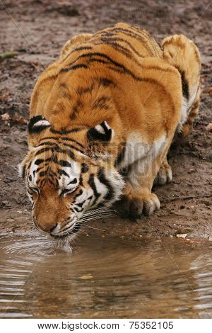 Siberian tiger