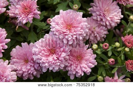 Gerbera Flowers