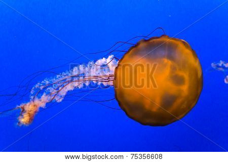 jellyfish in an aquarium