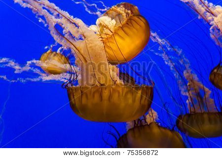 jellyfish in an aquarium