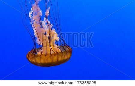 jellyfish in an aquarium