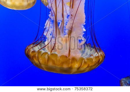 jellyfish in an aquarium