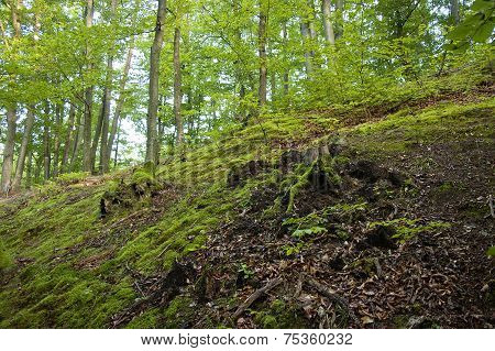 Green Slope