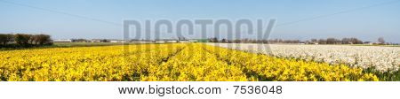 Felt af gule blomster. Panorama