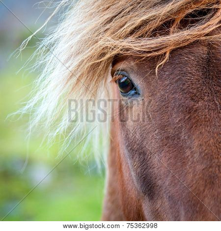 Closeup portrait of Icelandic Pony on a farm in Iceland