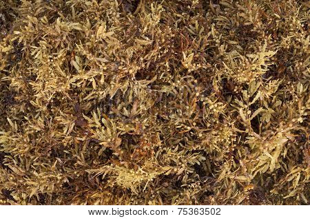 Sargassum Fluitans Algae