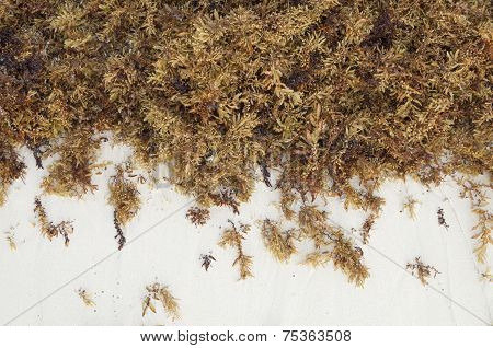 Brown Sea Algae And White Sand
