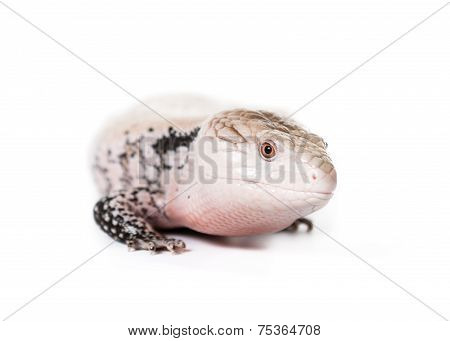 Blue Tongued Skink
