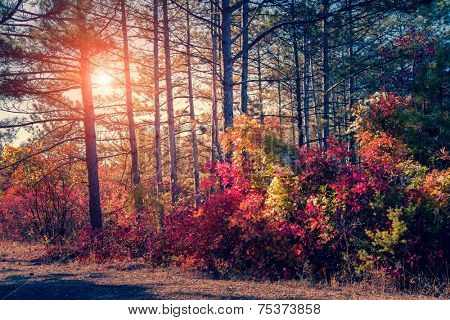 Fantastic forest with Cotinus coggygria. Dramatic scene. Red autumn leaves. Crimea, Ukraine, Europe. Retro style filter. Instagram toning effect. Beauty world.