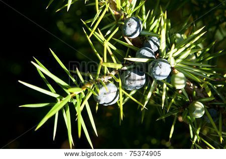 Juniper Tree