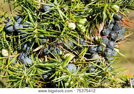 Juniper Tree