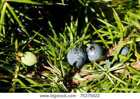 Juniper Tree