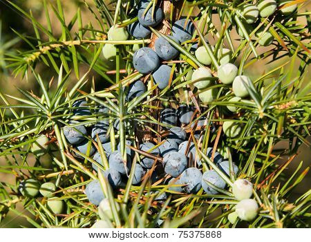 Juniper Tree