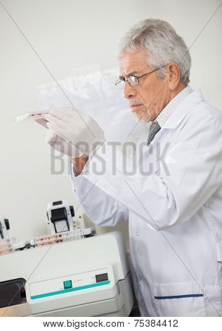 Side view of mature male scientist examining microplate in laboratory