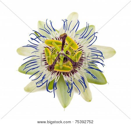 Passiflora