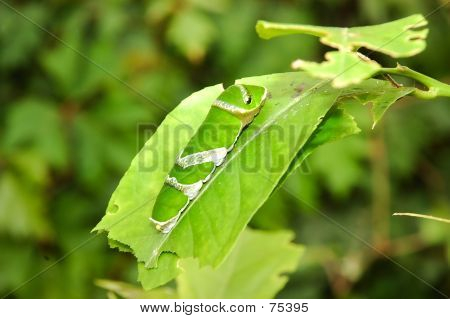 Caterpillar.