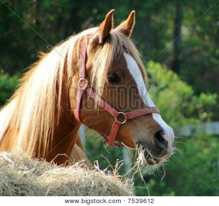 Caballo resaltada en el sol de la mañana