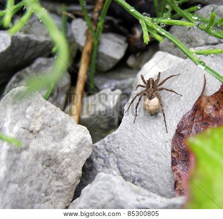 Wolf Spider
