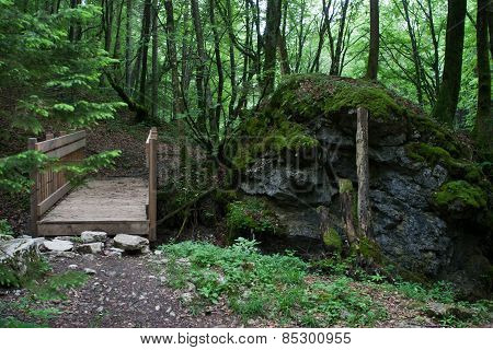 footpath in forrest