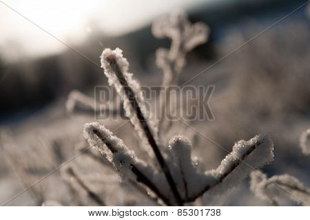 Branch under snow