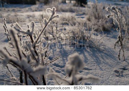 Branch under snow