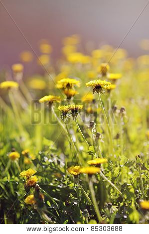 Coltsfoot spring flower