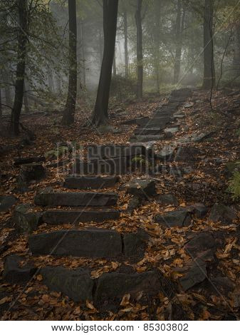 Steps in the woods