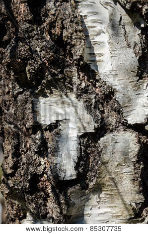 One Tree Stamm