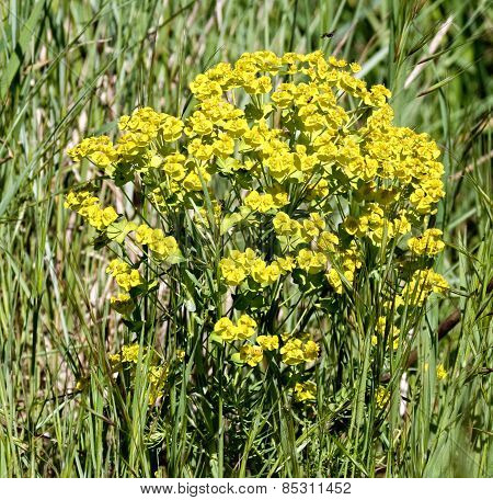 Flowers Of Euforbia