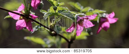 Salmonberry Flowers Backlit