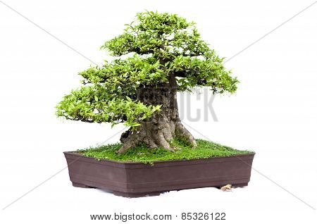 Bonsai