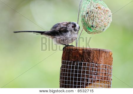 신생 긴 꼬리 가슴 (aegithalos Caudatus) 먹이에 볼의 지방