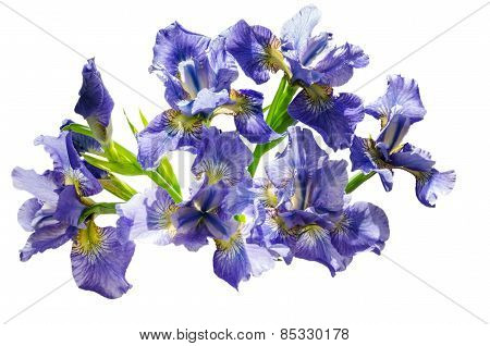 Bouquet Blueflag Or Iris Flower Isolated On White Background