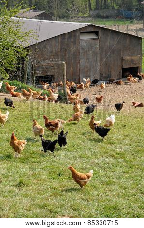 France, Poultry Farming In Brueil En Vexin