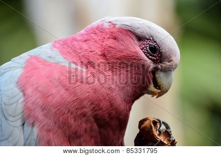 Parrot Tropical Bird