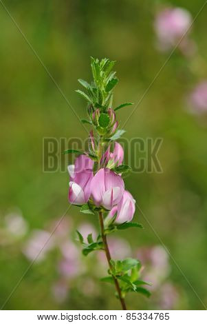 Ononis repens