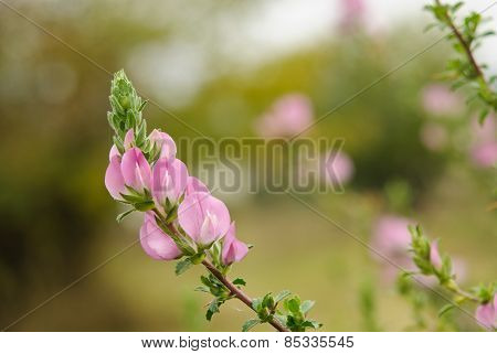 Ononis repens