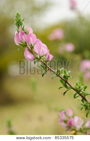 Ononis repens