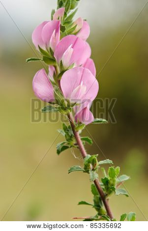 Ononis repens