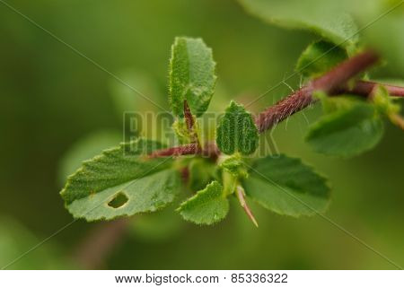 Ononis repens